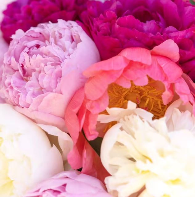 Mélange de pivoines