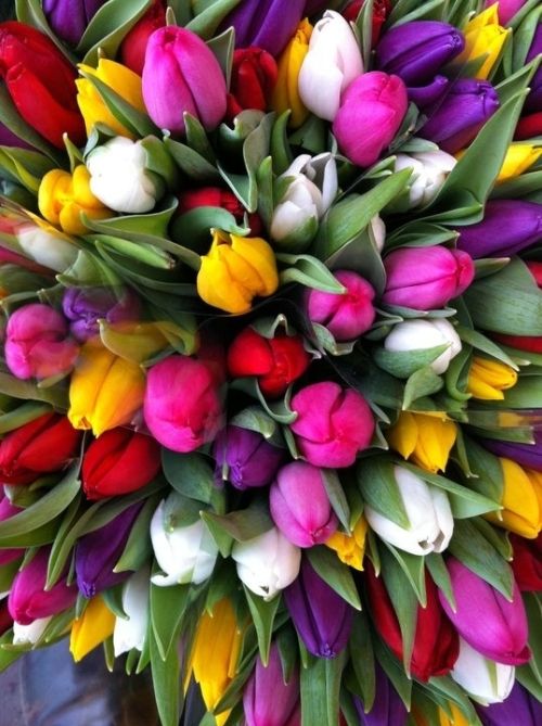 Mélange de tulipes